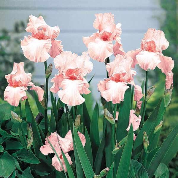 Votaniki Pink Flowering Bearded Iris - Re Blooming Iris Rhizome Ready for Planting | Fragrant Bloom, Spring Flowering Iris - Easy to Grow