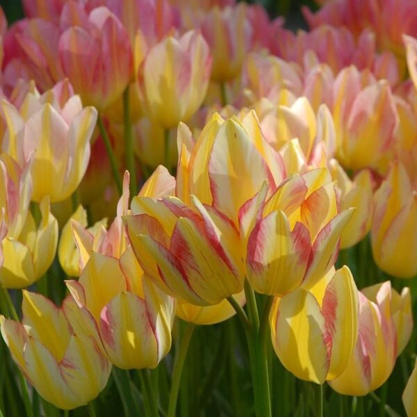 Votaniki Antoinette Tulip Bulbs - Long Lasting Blooms, Perennial Tulip | Color Changing Tulip - Easy to Grow and Low Maintenance