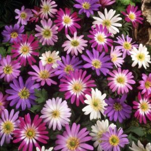 Mix Anemone Flower Dutch Fireworks - Pack of 30 Perennial Flower Bulbs for Planting Dutch Flowers Bright Shade Loving Plants Perennial - Loving Mix Flowers Bulb