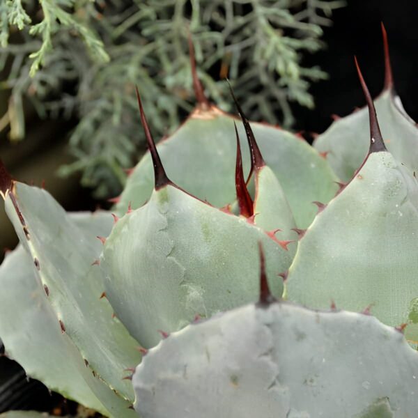 Votaniki Hardy Agave Century Plant - Perennial Agave Parryi SSP | Perfect for Any Garden - Low Maintenance and Long Lived