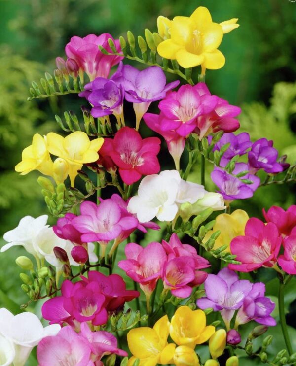 Votaniki Single Freesia Mix Bulbs - Freesia Flowering Bulbs for Planting | Freesia Single Mixture Flowers - Long Lasting Blooms and Fragrance, Single Blooms - Perfect for Indoor and Outdoor Gardens