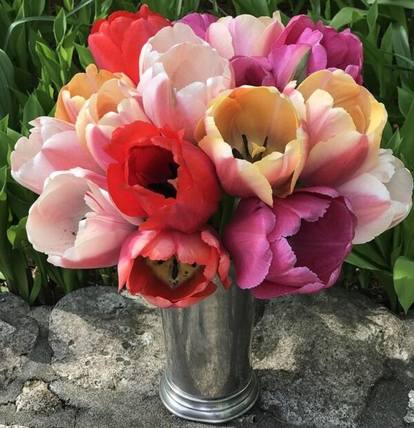 Votaniki Tulip Pride Mix Bulbs - Versatile, Spectacular Blooms, Perennial Tulip | Perfect Addition to Any Garden - Easy to Grow