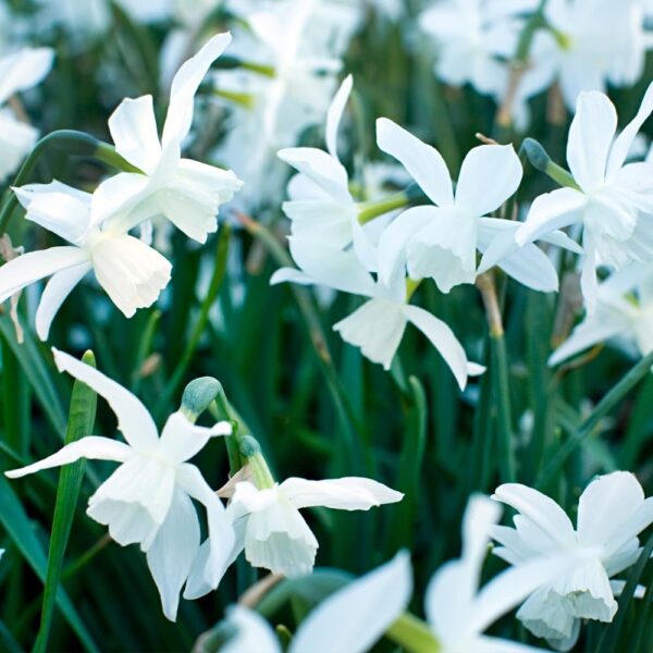 Votaniki Thalia Narcissus - Perennial Daffodil (Thailia Narcissus) Bulbs for Planting | Long Lasting Blooms, White Daffodil, Spring Bloomer - Easy to Grow