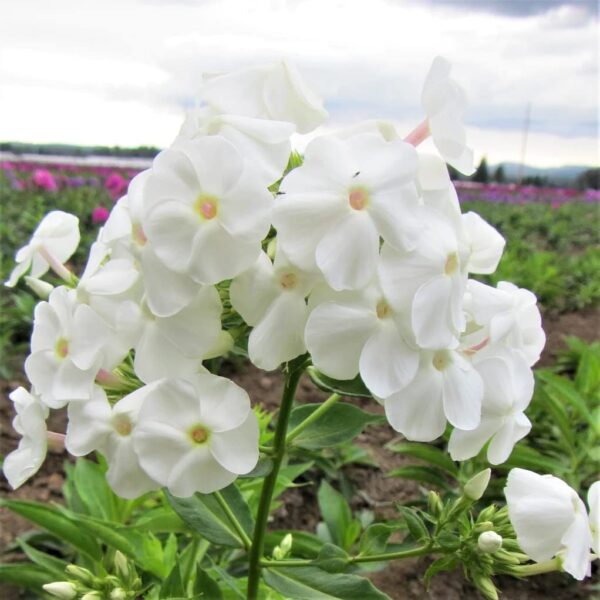 Votaniki David Phlox Bare Root Start - Perennial, Fragrant Blooms, Paniculata David Phlox Bare Root for Planting - Perfect for Borders, Garden Beds, and Containers