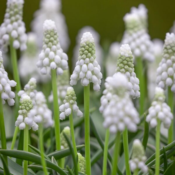 Votaniki Siberian Tiger Muscari Bulbs- Urn Shaped Flowers, Perennial Muscari | Grape Hyacinths 'Siberian Tiger' - Easy to Grow