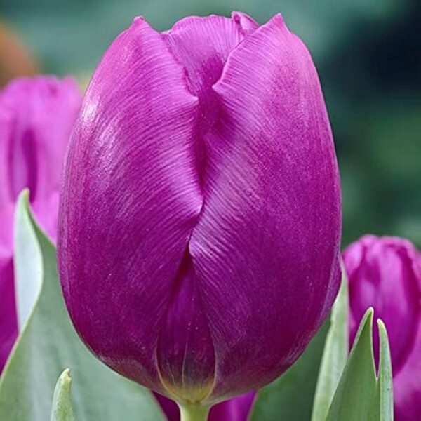 Votaniki Purple Prince Tulip - Attracts Pollinators, Fragrant Flowers, Perennial Tulip Bulbs for Planting | Tulipa Single Early 'Purple Prince' Tulip - Easy to Grow