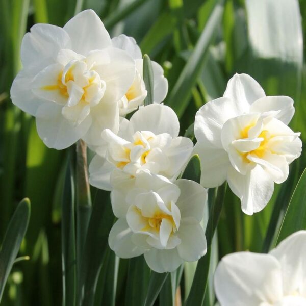 Votaniki Cheerfulness Daffodil Bulbs - Narcissi Bunch Flowering 'Cheerfulness' Daffodil | Fragrant Blooms, Double Daffodil (White & Yellow Color) - Easy to Grow