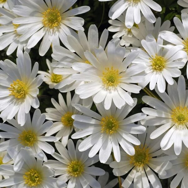 Votaniki Anemone White Splendor Bulbs - Perennial Anemone Blanda White Splendour 'Wind Flower' | Easy to Grow & Low Maintenance