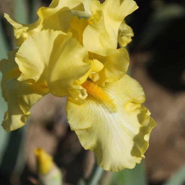 Votaniki Harvest of Memories Bearded Iris - Long Lasting Blooms, Perennial Iris Rhizome for Planting | Fragrant Iris Flowers -Perfect Addition to Any Garden