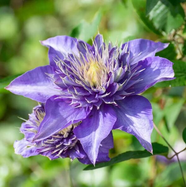 Votaniki Multi Blue Clematis Roots for Planting - Perennial, Long Lasting Flower | Multi Blue Clematis - Starter Plants Ready for Garden | Blue Flowering Vine, Easy to Grow