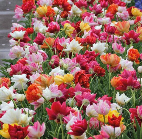 Double Tulip Mixture- 45 Perennial Tulip Bulbs