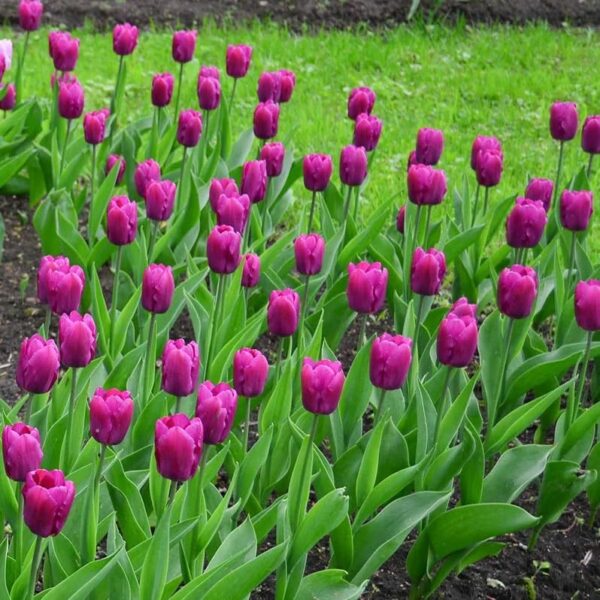 Votaniki Fresh Start Tulip Mix Bulbs - Purple Prince, Flaming Flag, and Carnaval De Rio Tulip Mix Bulbs for Planting | Perennial & Spring Flowers - Easy to Grow