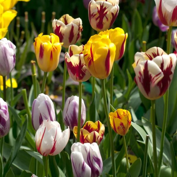 Votaniki Rembrandt Tulip Mix - Versatile & Perennial Tulip Bulbs for Planting | Spectacular Flowering Tulip - Easy to Grow and Low Maintenance