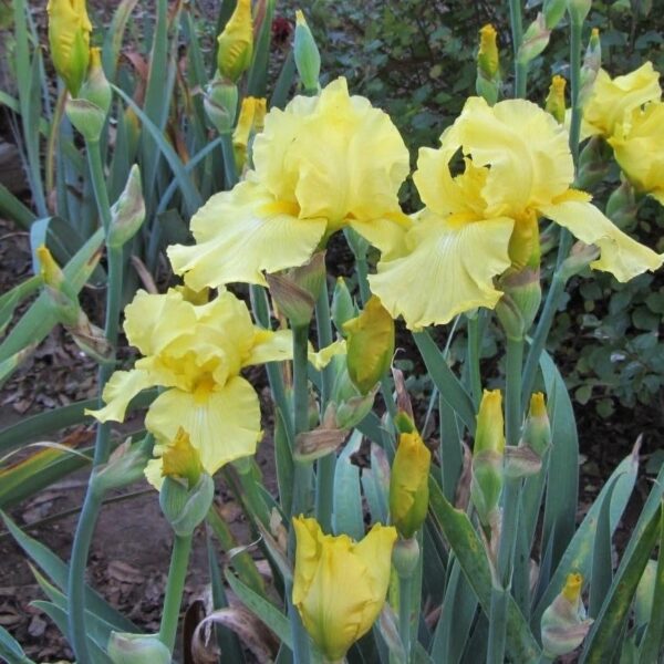 Votaniki Harvest of Memories Bearded Iris - Long Lasting Blooms, Perennial Iris Rhizome for Planting | Fragrant Iris Flowers -Perfect Addition to Any Garden