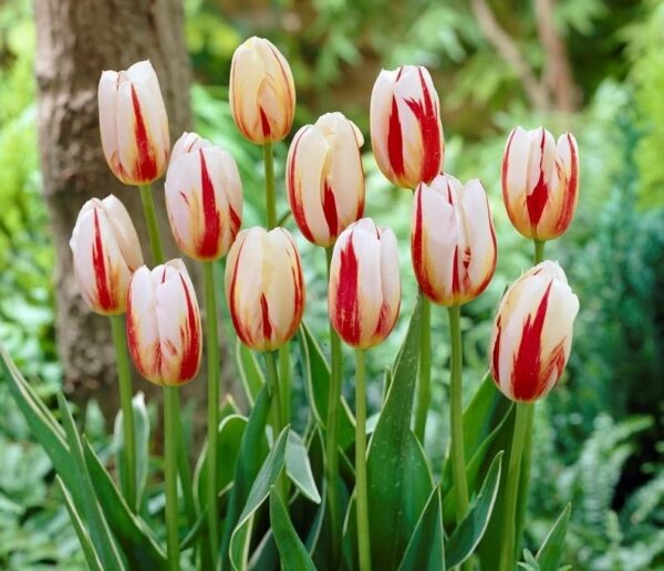 Carnaval Tulip Bulbs for Fall Planting - Set of 10 White Tulip Bulbs Plant Seeds for House Plants Fall Bulbs for Planting Perennial - Tulip Flowers Bulb