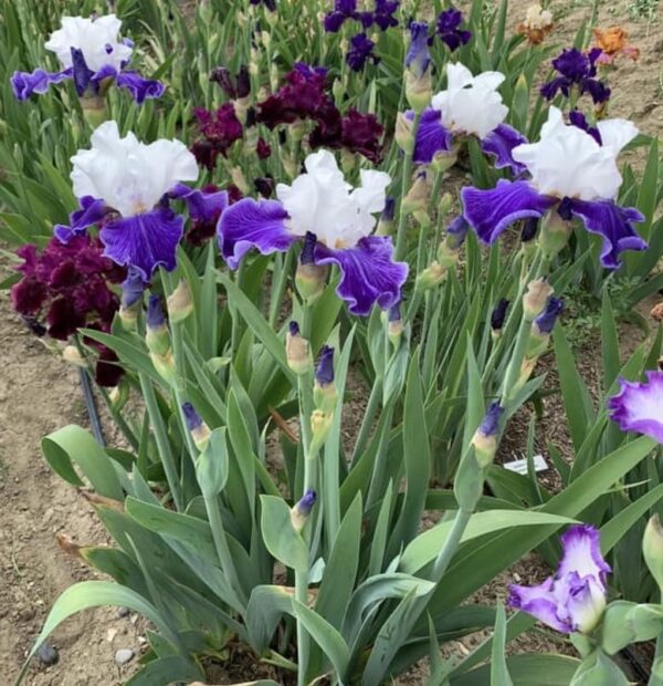 Votaniki Bearded Iris Bulk Mix - Long Lasting Blooms, Perennial Bearded Iris Rhizome for Planting | Spring Flowers - Easy to Grow