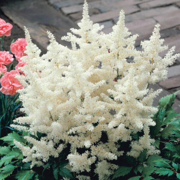 Votaniki Astilbe Mix Roots- Astilbe Mixed Colors | Perennial Astilbe Flower, Nonstop Blooms, Large Astilbe Flowers | Hardy, Long-Lived, Perfect for Borders and Beds