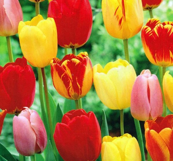 Hybrid Tulip- Tequila Sunrise Colorful Mixture ( 25 Bulbs)