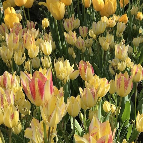 Votaniki Antoinette Tulip Bulbs - Long Lasting Blooms, Perennial Tulip | Color Changing Tulip - Easy to Grow and Low Maintenance