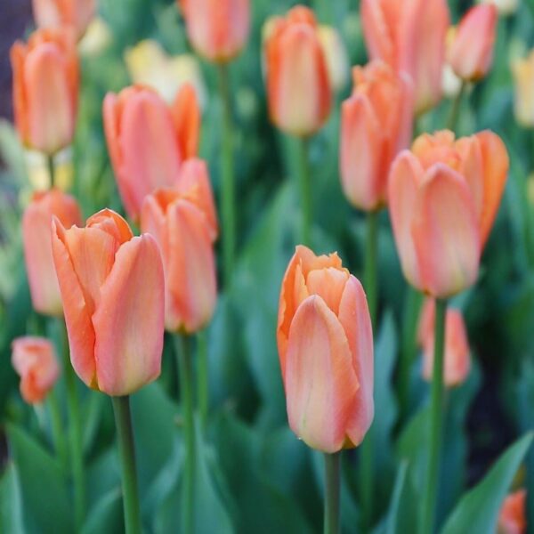 Votaniki Orange Emperor Tulip Bulbs - Perennial Fosteriana Orange Emperor Tulip | Large & Long Lasting Flowers - Easy to Grow Tulip