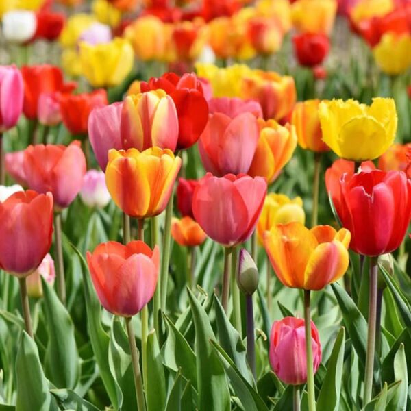 Easter Joy Triumph Tulip Mix- 10 | Tulipa Triumph