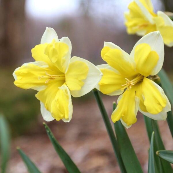 Votaniki Cassata Narcissus - Daffodil Split Corona Cassata Bulbs for Planting | Early Bloomer, Perennial Beauty, Color Changing Cassata Narcissus - Easy to Grow