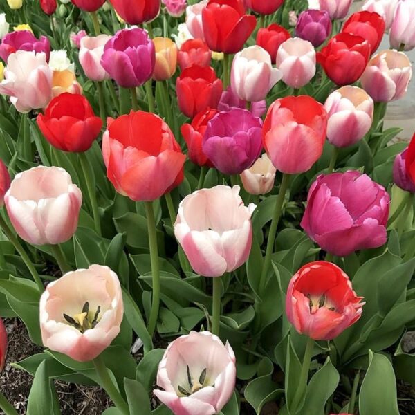 Votaniki Tulip Pride Mix Bulbs - Versatile, Spectacular Blooms, Perennial Tulip | Perfect Addition to Any Garden - Easy to Grow