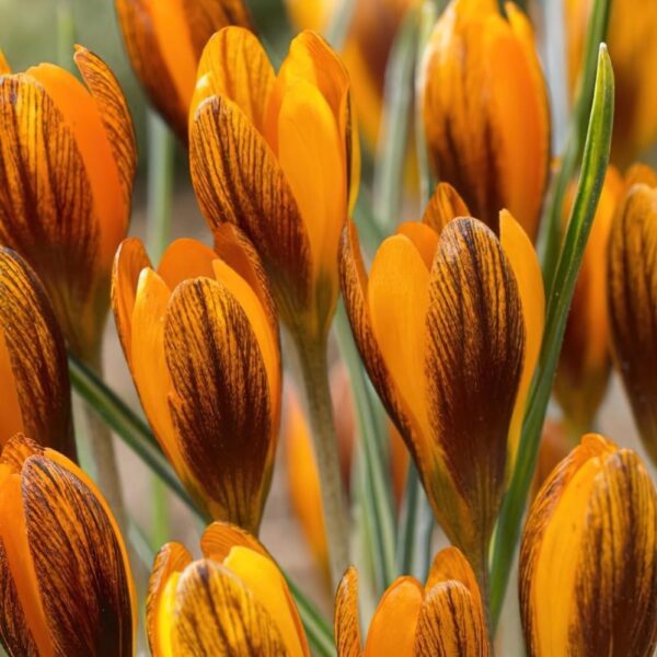 Votaniki Orange Monarch Crocus Bulbs - Perennial Beauty, Crocus Olivieri Subsp or Balansae ‘Orange King’ Bulbs for Planting | Spring Flower Botanical Crocus - Easy to Grow