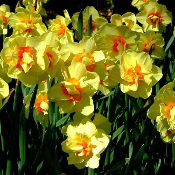 Votaniki Tahiti Narcissus Bulbs - Long Lasting Blooms, Versatile, Large Yellow Flowers | Perennial 'Tahiti' (Double Daffodil) - Easy to Grow