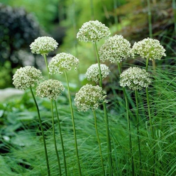 Votaniki Nigrum Allium - White Flowers with Deep Green Eyes | Perennial and Versatile Allium Bulbs for Planting - Naturalize Easily and Easy to Grow