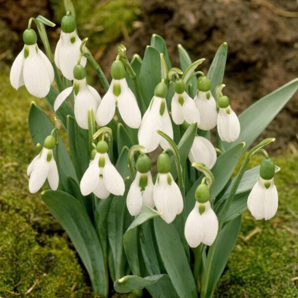 Votaniki Galanthus Elwesii Giant Snowdrops - Perennial, Long Lasting Blooms, White Flower | Early Spring Bloomer Snowdrops - Easy to Grow