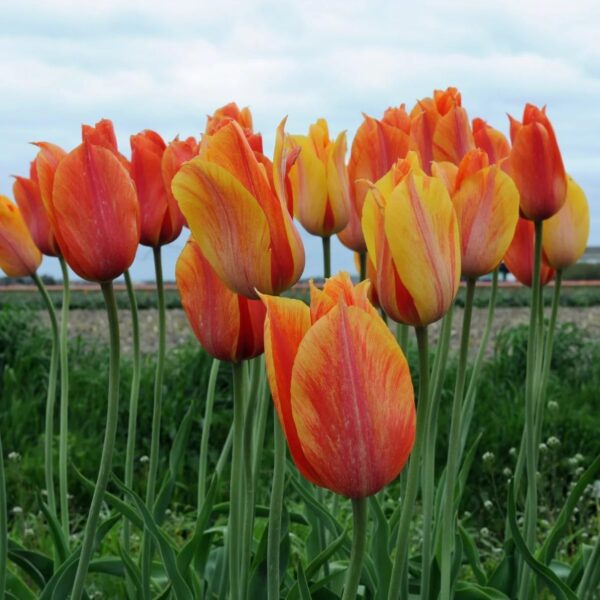 Votaniki El Nino Tulip Bulbs - Perennial Color Changing Rare Tulip | Large Flowered Single Late Variety 'El Niño Tulip Bulbs for Planting - Easy to Grow