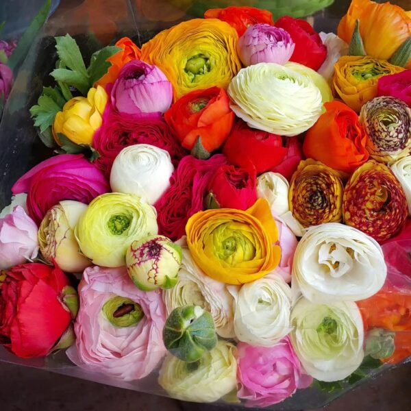 Votaniki 25 Mixed Ranunculus Bulbs for Planting, Buttercup Color Mix Value Bag (Plant in Gardens, Borders & Flowerbeds)