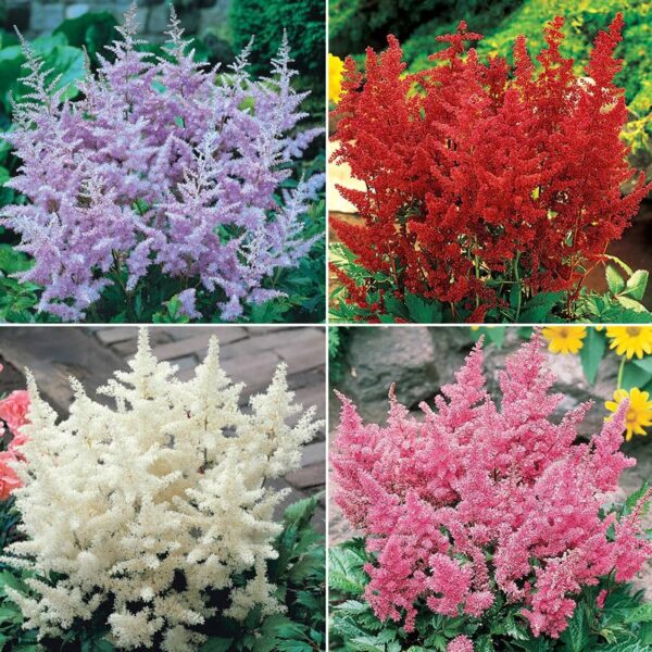 Votaniki Astilbe Mix Roots- Astilbe Mixed Colors | Perennial Astilbe Flower, Nonstop Blooms, Large Astilbe Flowers | Hardy, Long-Lived, Perfect for Borders and Beds