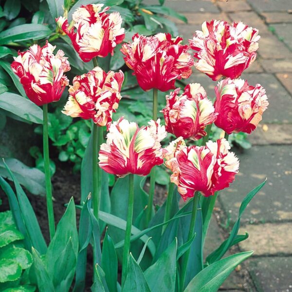 Votaniki Estella Rijnveld Parrot Tulip - Long Lasting Blooms, Perennial Tulip Bulbs for Planting | Hardy and Low Maintenance Tulip