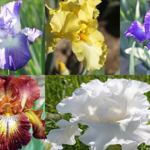 5 Bulb Mix Bearded Iris Flower - Value Pack of Assorted Colors | Fragrant Flower