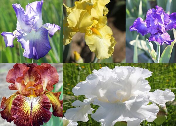 5 Bulb Mix Bearded Iris Flower - Value Pack of Assorted Colors | Fragrant Flower