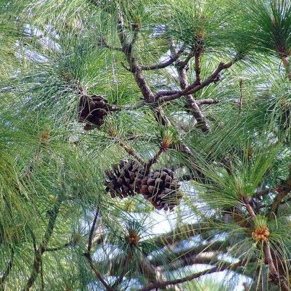 Votaniki Pinus Roxburghi (Chirr Pine, Longleaf Indian Pine) Plant | Species of Endangered, Perennial Long Leaf Plant - Easy to Grow and Low Maintenance