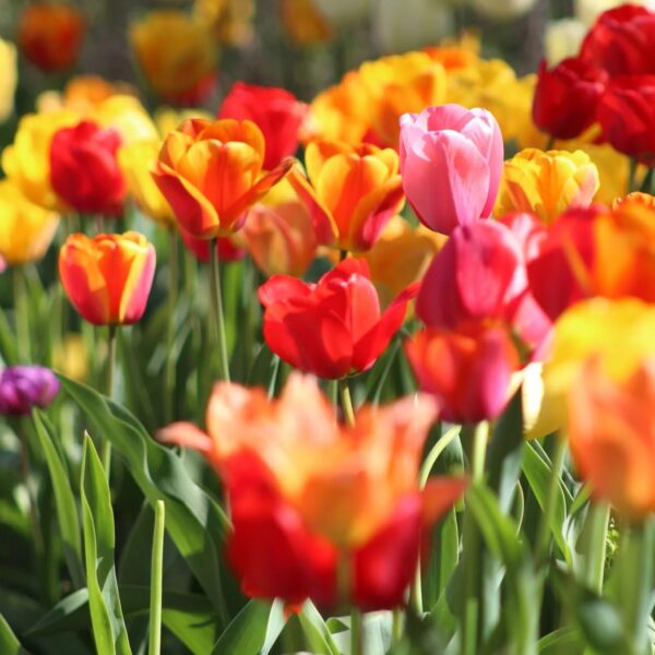 Votaniki Darwin Hybrid Tulip Mix Flower Bulbs - Long Lasting Blooms, Perennial Tulips | Easy to Grow and Low Maintenance