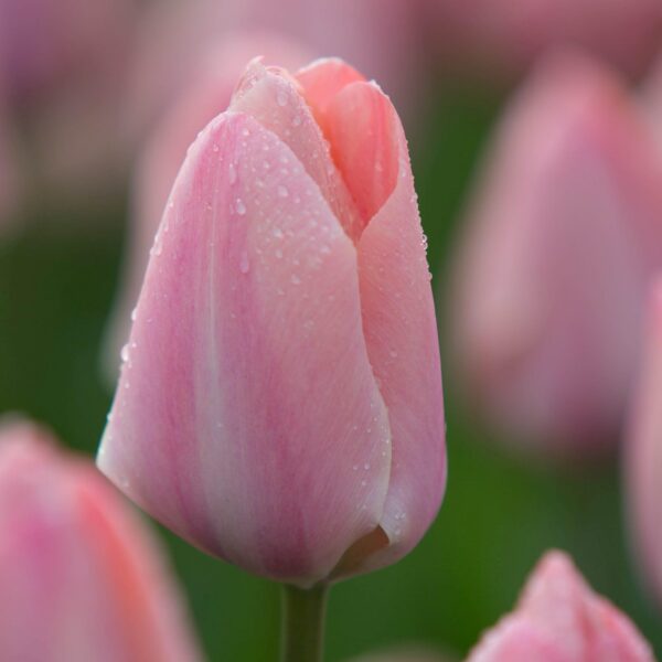 Votaniki Mystic Van Eijk Tulip Bulbs - Perennial and Long Lasting Blooms | Perfect Addition to Any Garden - Early Blooming Tulip