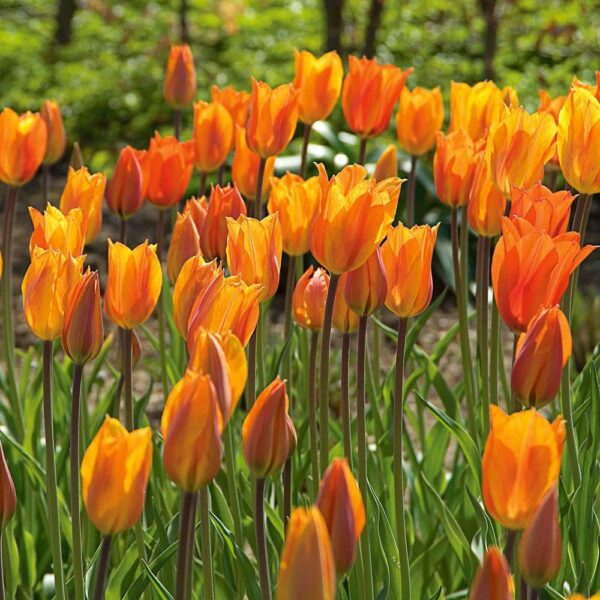 Votaniki El Nino Tulip Bulbs - Perennial Color Changing Rare Tulip | Large Flowered Single Late Variety 'El Niño Tulip Bulbs for Planting - Easy to Grow