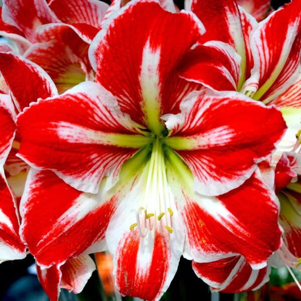 Votaniki Star of Holland Amaryllis - Large Trumpet Shaped Flowers, Perennial Amaryllis Flower Bulbs for Planting | Perfect for Indoor