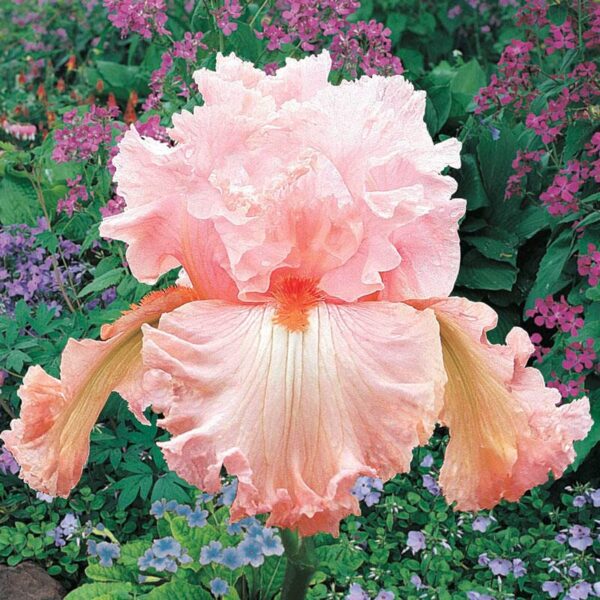 Votaniki Pink Flower Bearded Iris Bulbs – Re Blooming Iris Ready for Planting Iris Flowers Spring Bulbs to Plant in Spring - Pink Iris Bulbs for Fall Planting