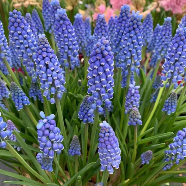 Votaniki Muscari Armeniacum Bulbs - Perennial Muscari 'Grape Hyacinths' | Fragrant & Bell Shaped Blue Flowers - Perfect Addition to Any Garden