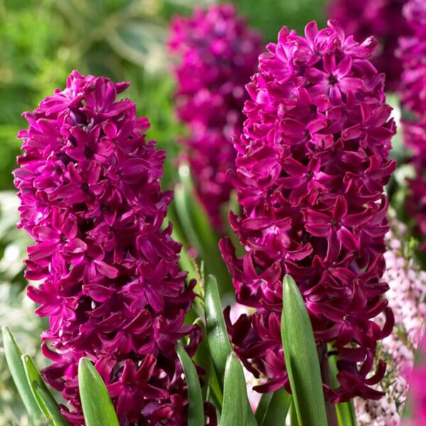 Votaniki Hyacinth Woodstock Bulbs - Perennial Hyacinthus Orientalis 'Woodstock' | Fragrance Flowers - Easy to Grow Hyacinth