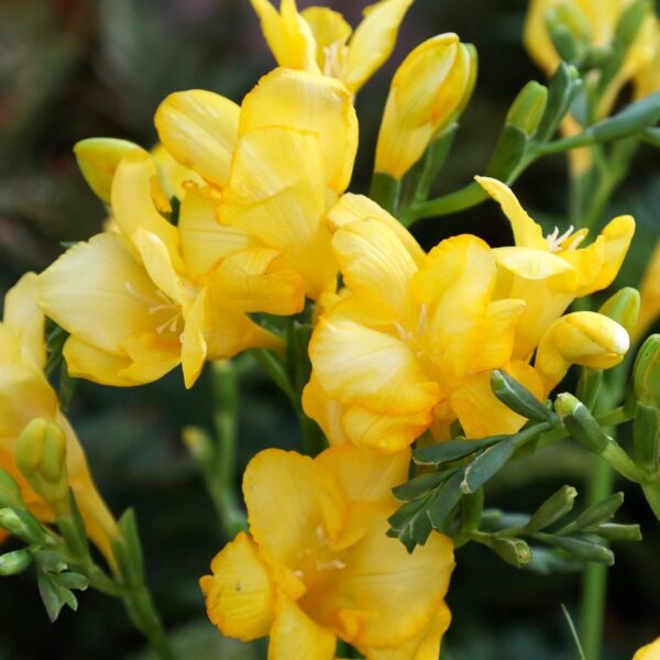 Votaniki Double Freesia Mixture- Fragrant Flowers, Perennial Freesia Mix Flowering Bulbs | Long Blooming Freesia - Easy to Grow