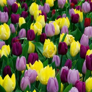 Flowering Royal Prince Mix Tulip Bulbs (20 Pack)