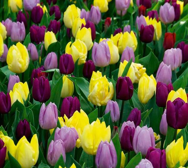 Flowering Royal Prince Mix Tulip Bulbs (20 Pack)