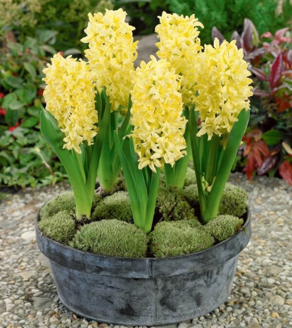 Votaniki Gypsy Princess Hyacinth Bulbs - Fragrant Yellow Blooms, Perennial Orientalis Hyacinth 'Gypsy Princess' | Easy to Grow and Low Maintenance