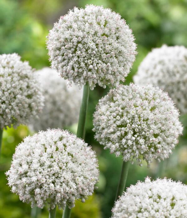 Votaniki Ping Pong Allium Bulbs - Dense Flowerheads in White, Versatile and Perennial | Wild Leek 'Ping Pong' Allium - Easy to Grow